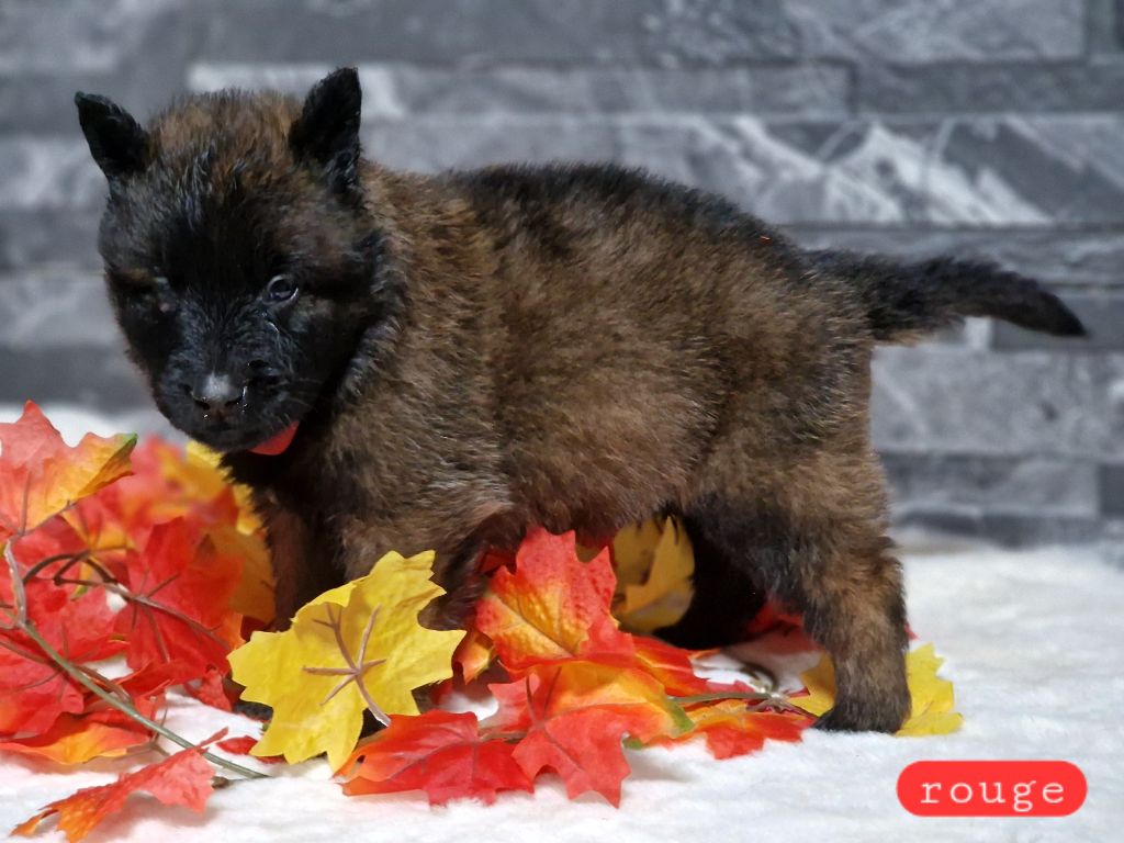 Des Gardiens Des Deux Anges - Chiots disponibles - Berger Belge