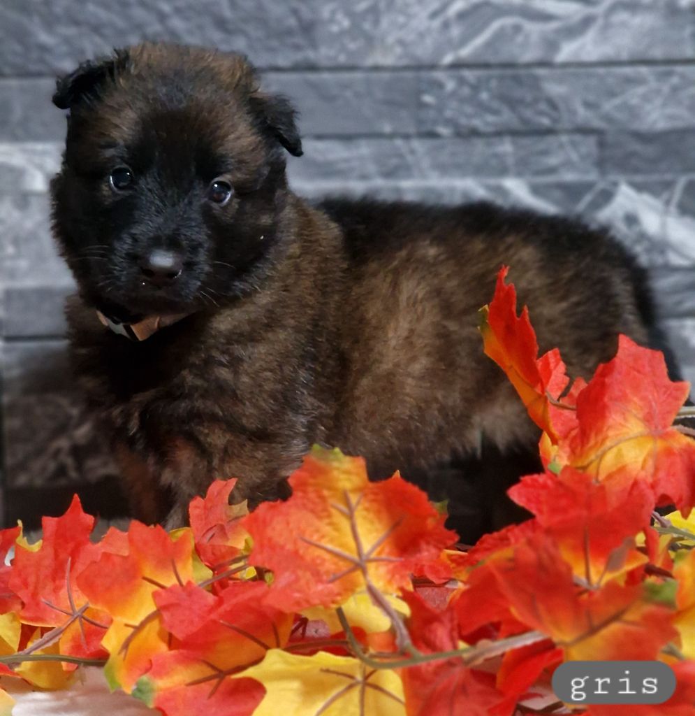 Des Gardiens Des Deux Anges - Chiots disponibles - Berger Belge